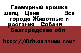 Гламурный крошка шпиц › Цена ­ 30 000 - Все города Животные и растения » Собаки   . Белгородская обл.